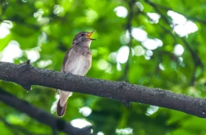 Nightingale 